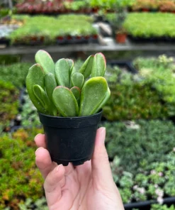 Crassula Ovata 'ET's Fingers' Jade Plant - Variegated Succulent Live Plant in 2 inch Pot, Indoor - Image 8