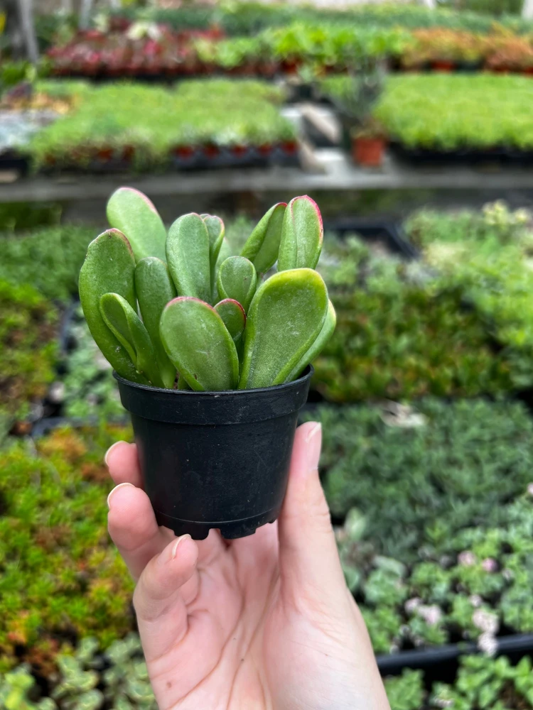Crassula Ovata 'ET's Fingers' Jade Plant - Variegated Succulent Live Plant in 2 inch Pot, Indoor - Image 8