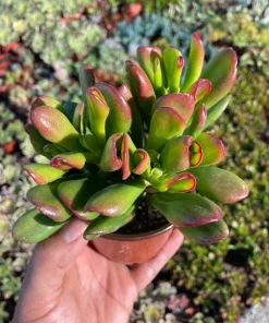 Crassula Ovata 'ET's Fingers' Jade Plant - Variegated Succulent Live Plant in 2 inch Pot, Indoor - Image 9