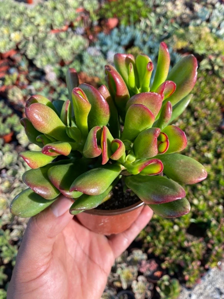 Crassula Ovata 'ET's Fingers' Jade Plant - Variegated Succulent Live Plant in 2 inch Pot, Indoor - Image 9