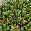 Crassula Ovata 'ET's Fingers' Jade Plant - Variegated Succulent Live Plant in 2 inch Pot, Indoor - Image 1