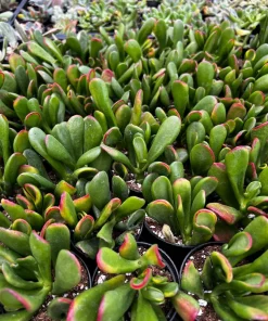 Crassula Ovata 'ET's Fingers' Jade Plant - Variegated Succulent Live Plant in 2 inch Pot, Indoor - Image 1