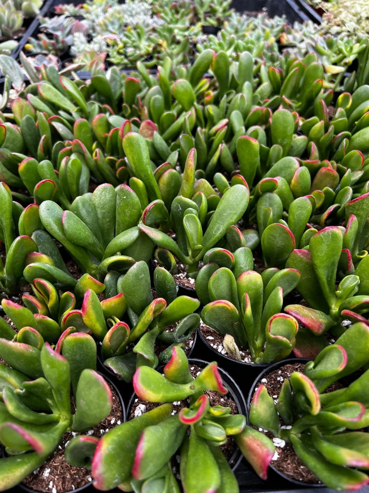 Crassula Ovata 'ET's Fingers' Jade Plant - Variegated Succulent Live Plant in 2 inch Pot, Indoor - Image 1