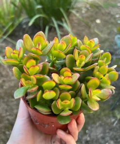Crassula Ovata Jade Live Succulent Plant – 4'' Pot – Indoor Houseplant - Image 2