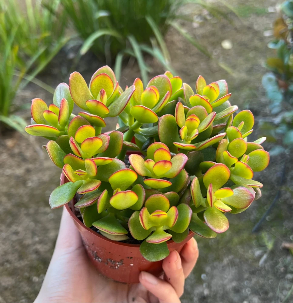Crassula Ovata Jade Live Succulent Plant – 4'' Pot – Indoor Houseplant - Image 2
