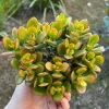 Crassula Ovata Jade Live Succulent Plant – 4'' Pot – Indoor Houseplant - Image 1