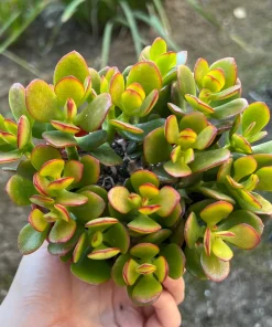 Crassula Ovata Jade Live Succulent Plant – 4'' Pot – Indoor Houseplant - Image 1