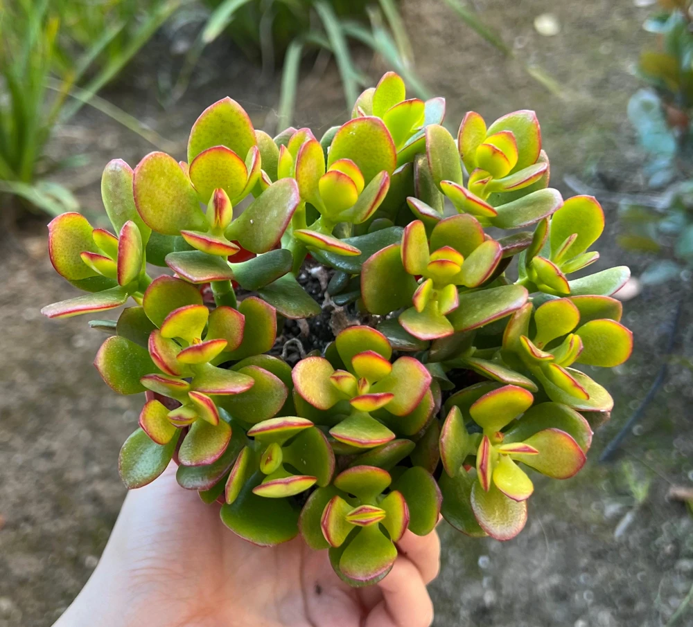 Crassula Ovata Jade Live Succulent Plant – 4'' Pot – Indoor Houseplant - Image 1