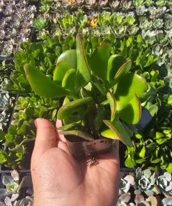 Crassula Ovata Jade Plant Live Succulent – 2 inch Pot – Indoor/Outdoor - Image 2