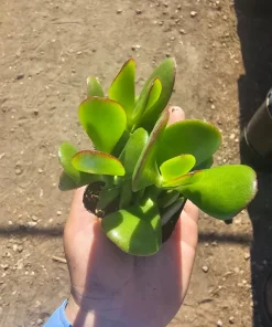 Crassula Ovata Jade Plant Live Succulent – 2 inch Pot – Indoor/Outdoor - Image 3