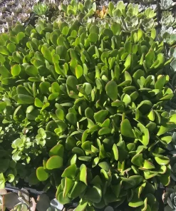 Crassula Ovata Jade Plant Live Succulent – 2 inch Pot – Indoor/Outdoor - Image 4