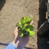 Crassula Ovata Jade Plant Live Succulent – 2 inch Pot – Indoor/Outdoor - Image 1