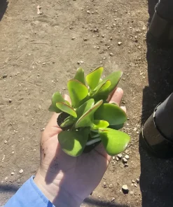 Crassula Ovata Jade Plant Live Succulent – 2 inch Pot – Indoor/Outdoor - Image 1