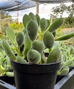 Crassula Rogersii Live Succulent Plant – Rare & Unique – 2 inch Pot – Indoor - Image 2