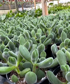 Crassula Rogersii Live Succulent Plant – Rare & Unique – 2 inch Pot – Indoor - Image 3