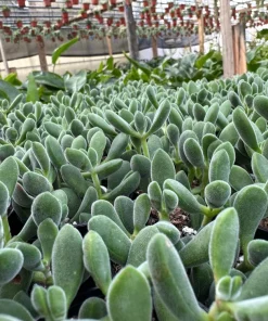 Crassula Rogersii Live Succulent Plant – Rare & Unique – 2 inch Pot – Indoor - Image 4