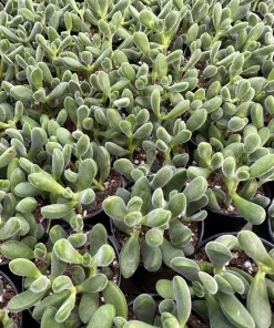 Crassula Rogersii Live Succulent Plant – Rare & Unique – 2 inch Pot – Indoor - Image 5