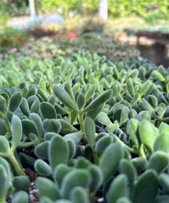 Crassula Rogersii Live Succulent Plant – Rare & Unique – 2 inch Pot – Indoor - Image 6