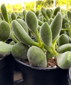 Crassula Rogersii Live Succulent Plant – Rare & Unique – 2 inch Pot – Indoor - Image 7