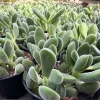 Crassula Rogersii Live Succulent Plant – Rare & Unique – 2 inch Pot – Indoor - Image 1