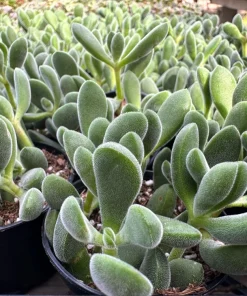 Crassula Rogersii Live Succulent Plant – Rare & Unique – 2 inch Pot – Indoor - Image 1