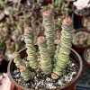Crassula Rupestris Baby Necklace Live Succulent Plant in 4'' Pot - Indoor/Outdoor - Image 1