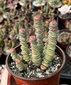 Crassula Rupestris Baby Necklace Live Succulent Plant in 4'' Pot - Indoor/Outdoor - Image 1