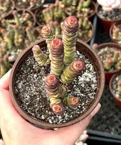 Crassula Rupestris Baby Necklace Live Succulent Plant in 4'' Pot - Indoor/Outdoor - Image 2