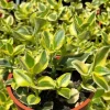 Crassula Sarmentosa Comet Variegated Live Succulent Plant in 4 inch Pot - Image 1