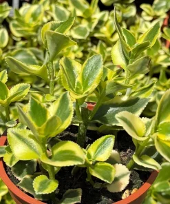 Crassula Sarmentosa Comet Variegated Live Succulent Plant in 4 inch Pot - Image 1