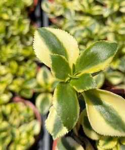 Crassula Sarmentosa Comet Variegated Live Succulent Plant in 4 inch Pot - Image 2