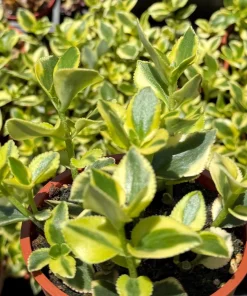 Crassula Sarmentosa Comet Variegated Live Succulent Plant in 4 inch Pot - Image 3