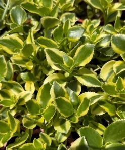 Crassula Sarmentosa Comet Variegated Live Succulent Plant in 4 inch Pot - Image 4