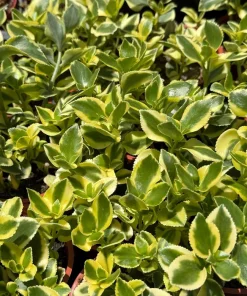 Crassula Sarmentosa Comet Variegated Live Succulent Plant in 4 inch Pot - Image 5