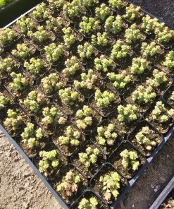 Crassula Tom Thumb Succulent Live Plant – Crassula rupestris ssp. commutata – 2 inch pot – Indoor/Outdoor - Image 2
