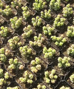 Crassula Tom Thumb Succulent Live Plant – Crassula rupestris ssp. commutata – 2 inch pot – Indoor/Outdoor - Image 3