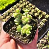 Crassula Tom Thumb Succulent Live Plant – Crassula rupestris ssp. commutata – 2 inch pot – Indoor/Outdoor - Image 1
