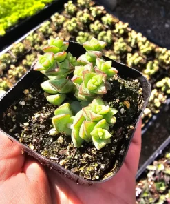 Crassula Tom Thumb Succulent Live Plant – Crassula rupestris ssp. commutata – 2 inch pot – Indoor/Outdoor - Image 1