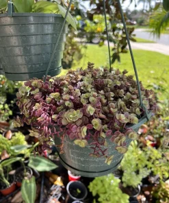 Creeping Inch Plant Live Houseplant - Trailing Foliage for Indoor Decor - Image 2