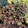Creeping Inch Plant Live Houseplant - Trailing Foliage for Indoor Decor - Image 1