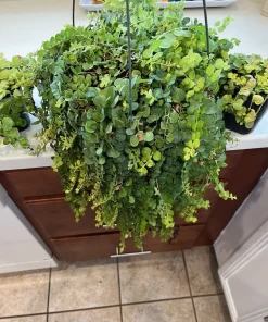Creeping Jenny Live Plant – Lysimachia Nummularia Ground Cover - Image 2