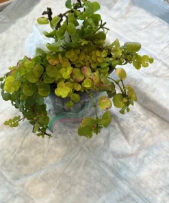Creeping Jenny Live Plant – Lysimachia Nummularia Ground Cover - Image 3