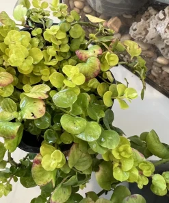 Creeping Jenny Live Plant – Lysimachia Nummularia Ground Cover - Image 4