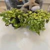 Creeping Jenny Live Plant – Lysimachia Nummularia Ground Cover - Image 1
