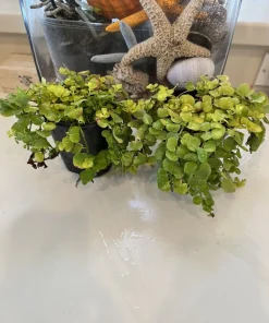 Creeping Jenny Live Plant – Lysimachia Nummularia Ground Cover - Image 1
