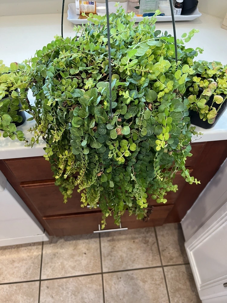 Creeping Jenny Live Plant - Lysimachia Nummularia Trailing Ground Cover - Image 2