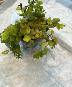 Creeping Jenny Live Plant - Lysimachia Nummularia Trailing Ground Cover - Image 3