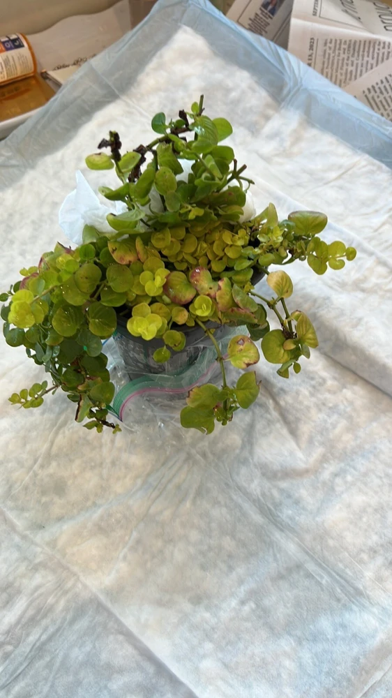 Creeping Jenny Live Plant - Lysimachia Nummularia Trailing Ground Cover - Image 3