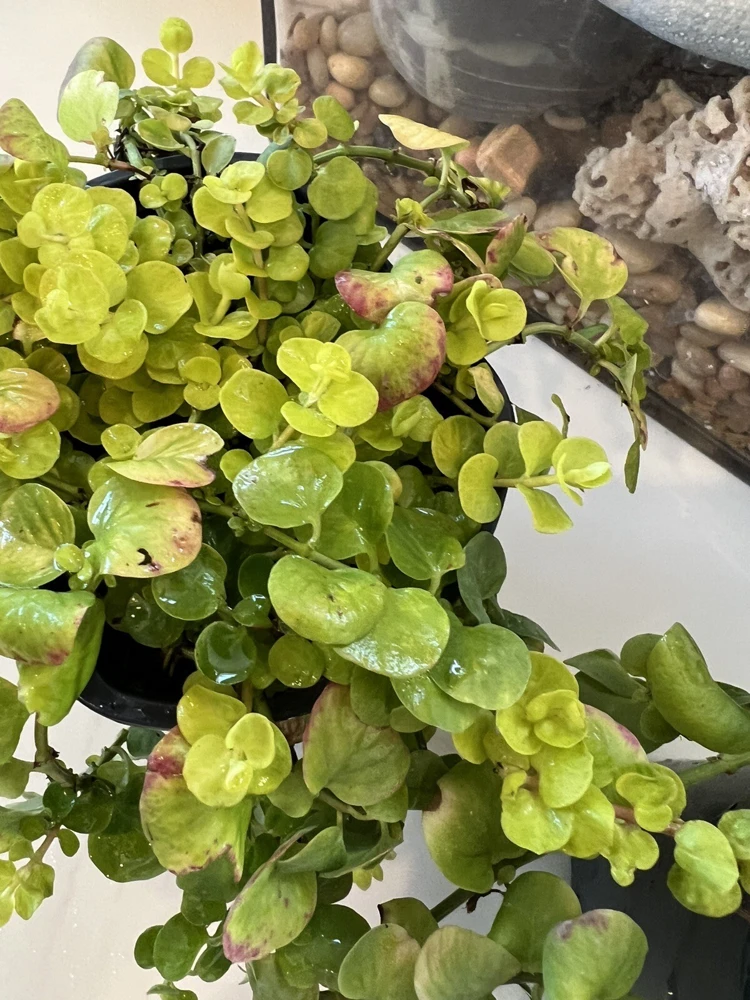Creeping Jenny Live Plant - Lysimachia Nummularia Trailing Ground Cover - Image 4