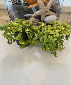 Creeping Jenny Live Plant - Lysimachia Nummularia Trailing Ground Cover - Image 1